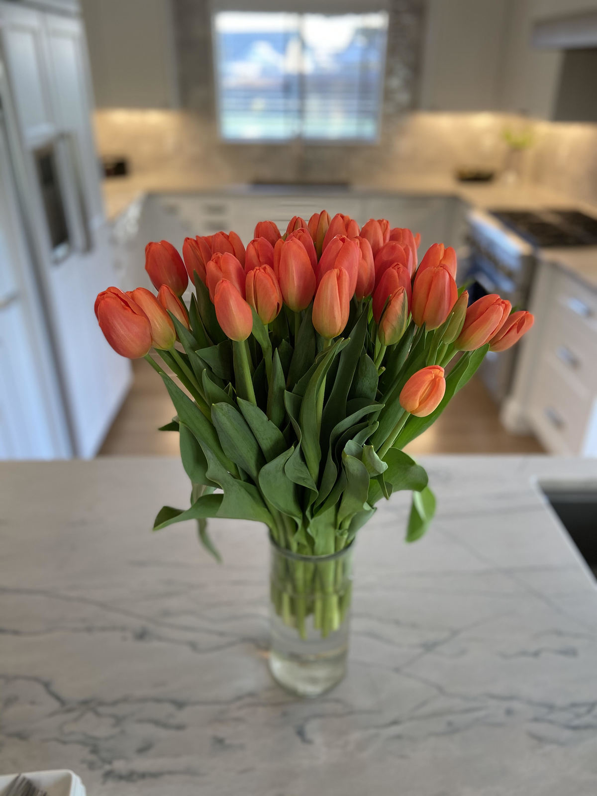 Orange Juice – Oregon Flowers