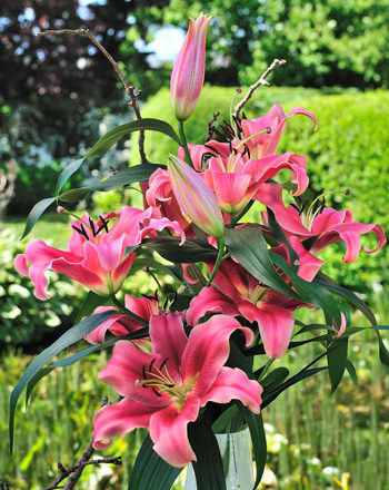 Lilies – Oregon Flowers