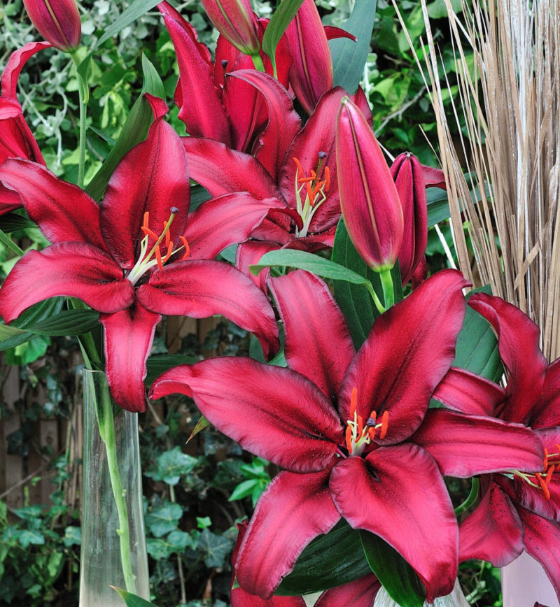 Lilies – Oregon Flowers