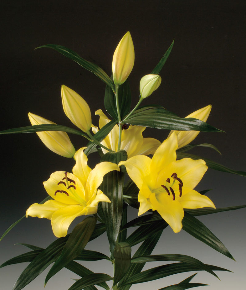 Yellow Strike – Oregon Flowers