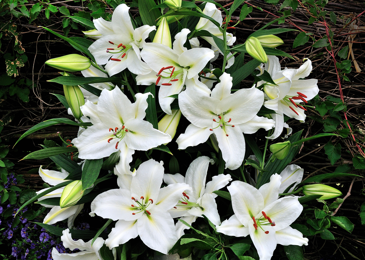 Crystal Blanca – Oregon Flowers