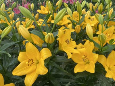 Lentella – Oregon Flowers